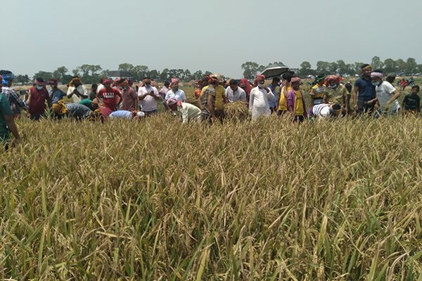 নিকলীর হাওরে কৃষকের ধান কেটে দিল যুবলীগ