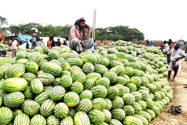 পিস হিসেবে তরমুজ কিনে কেজিতে বিক্রি 