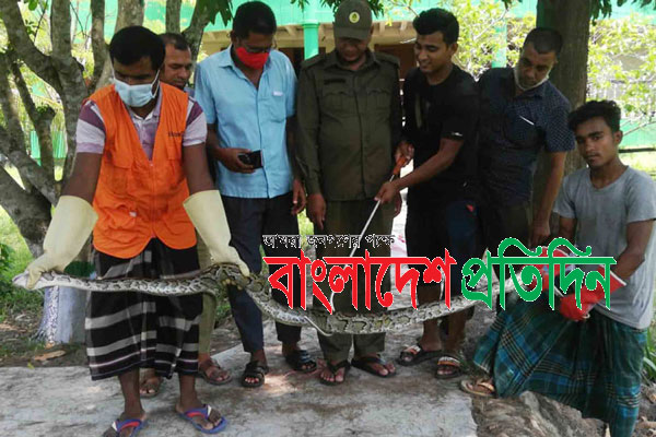 লোকালয় থেকে দু'টি অজগর উদ্ধার, সুন্দরবনে অবমুক্ত