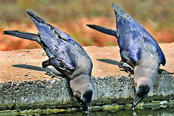 তীব্র গরমে অতিষ্ঠ জনজীবন