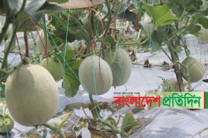 সৌদির ফল ‘সাম্মাম’ এখন কুষ্টিয়ায় 