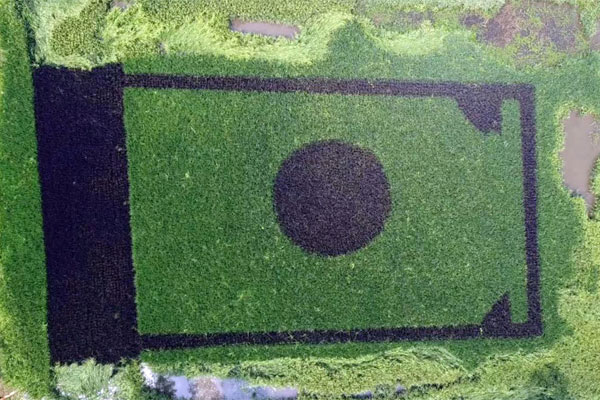 শস্যক্ষেতে জাতীয় পতাকা