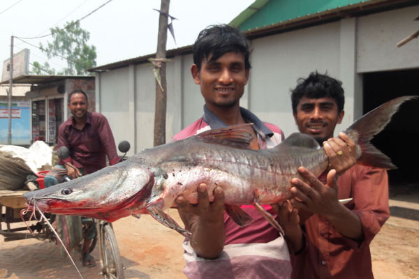তিস্তায় ১২ কেজির আইড় 