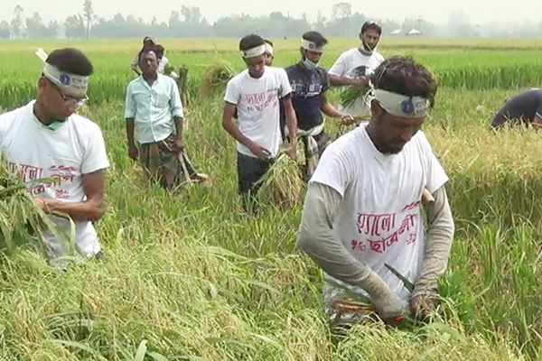 জয়পুরহাটে কৃষকের ধান কেটে দিল ছাত্রলীগ 