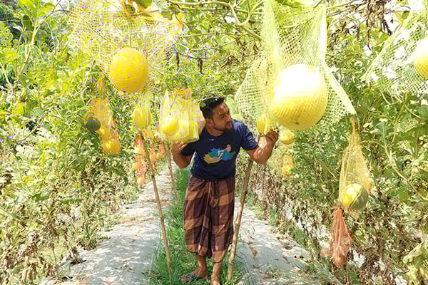 শ্রীপুরে গোল্ডেন ক্রাউন তরমুজের বাণিজ্যিক সফলতা