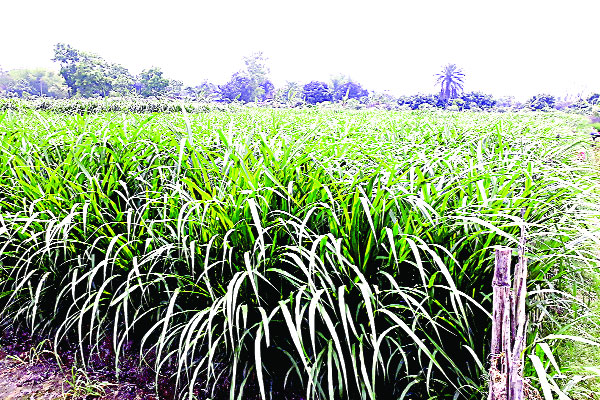 ঘাস চাষে আসে টাকা