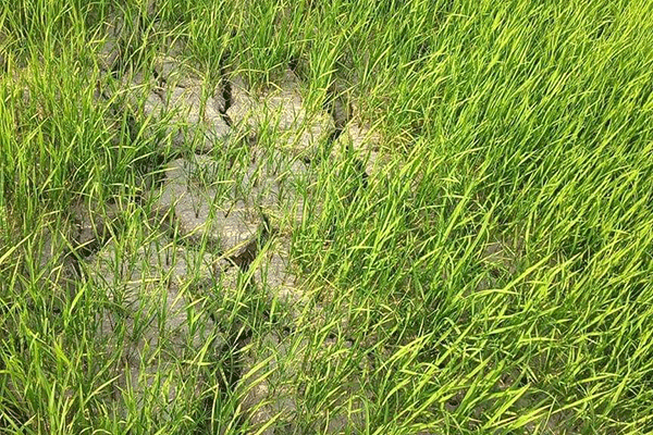 বেতাগীতে বীজতলা ফেটে চৌচির, বৃষ্টির জন্য হাহাকার