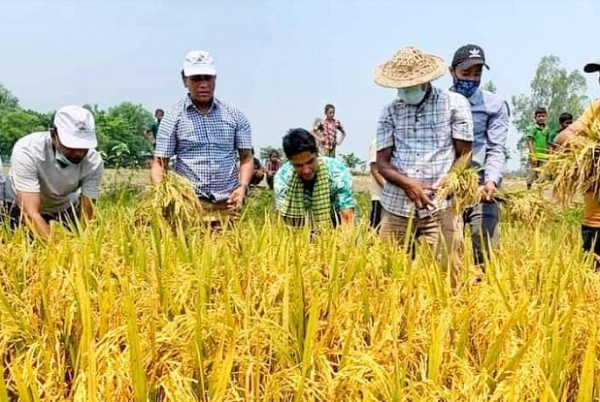 শ্রীমঙ্গলে কৃষকের ধান কেটে দিলো যুবলীগ