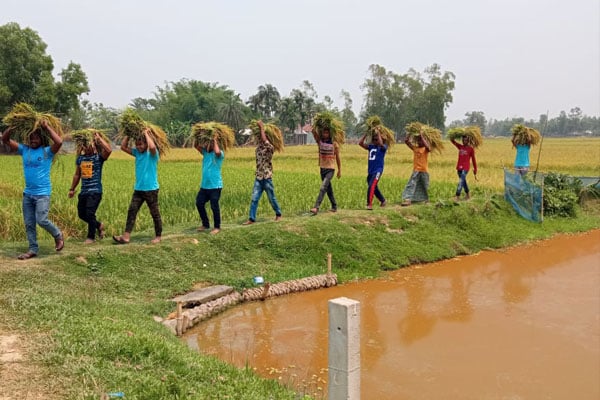 নালিতাবাড়ীতে বিধবার ধান কেটে দিলো ছাত্রলীগ