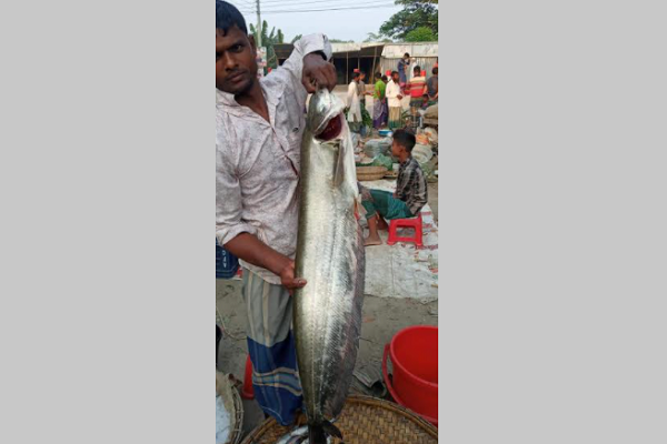 ভাঙ্গায় পুকুরে ধরা পড়লো ৮ কেজি ওজনের বোয়াল