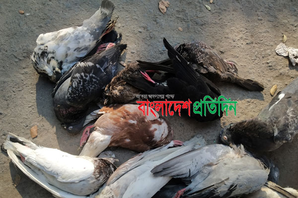 দুর্বৃত্তদের শিকার ২২৮ ঘুঘু-কবুতর