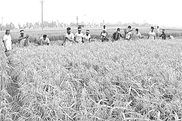 বোরোর বাম্পার ফলন ভালো দামে খুশি কৃষক