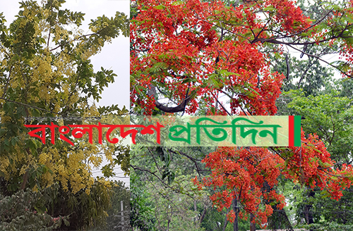কৃষ্ণচূড়া-সোনালুতে রঙিন কুমিল্লা নগরী
