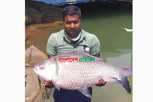 রাজবাড়ীর পদ্মায় ১৯ কেজি কাতল