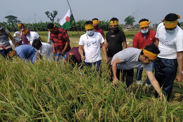 মেহেরপুরে কৃষকের ধান কেটে দিল যুবলীগ