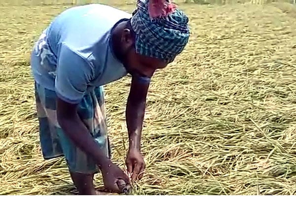 নাটোরে ঝড়োবৃষ্টিতে ধান নিয়ে দুশ্চিন্তায় কৃষকরা