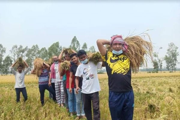 কৃষকের ধান কেটে 
দিলো হাকিমপুর ছাত্রলীগ