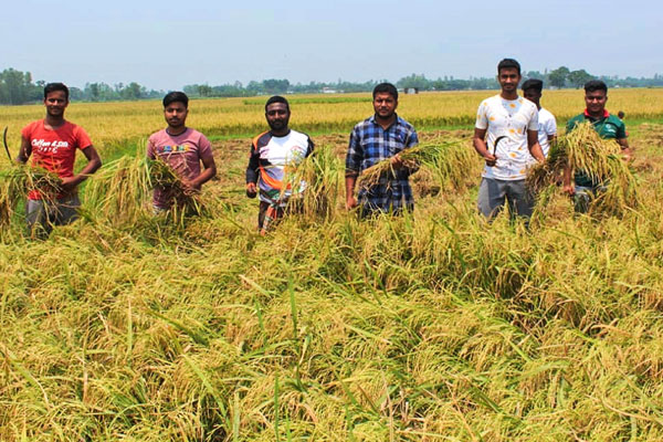 বগুড়ায় কৃষকের 
ধান কেটে দিলো ছাত্রলীগ 