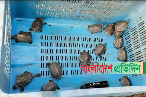 বিলুপ্ত প্রজাতির ২ কচ্ছপের ডিম থেকে ৩৭ বাচ্চা
