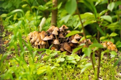 ছত্রাকের রহস্যময় জগত উন্মোচন

