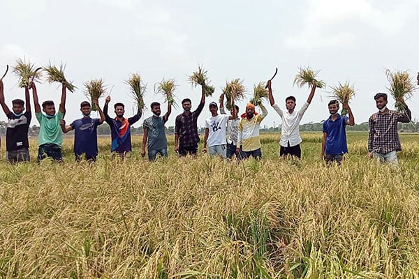 কলাপাড়ায় দরিদ্র কৃষকের ধান কেটে দিল ছাত্রলীগ
