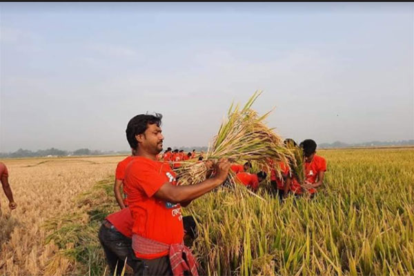 সিংড়ায় কৃষকের ধান কেটে মাড়াই করে দিল ছাত্রলীগ