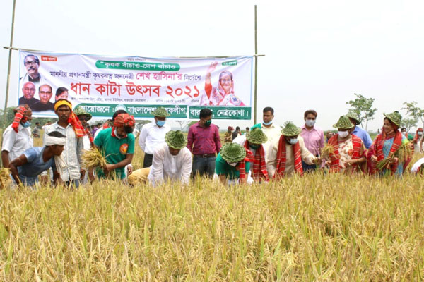 কৃষক লীগের নেতৃত্বে নেত্রকোণায় ধান কেটে দিলেন সমাজ কল্যাণ প্রতিমন্ত্রী