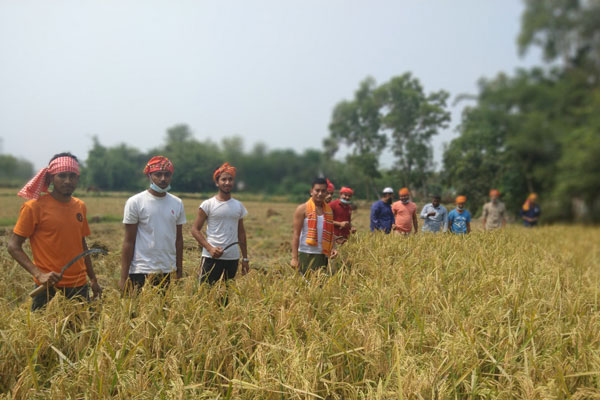 ভালুকায় কৃষকের ধান কেটে দিলো ছাত্রলীগ