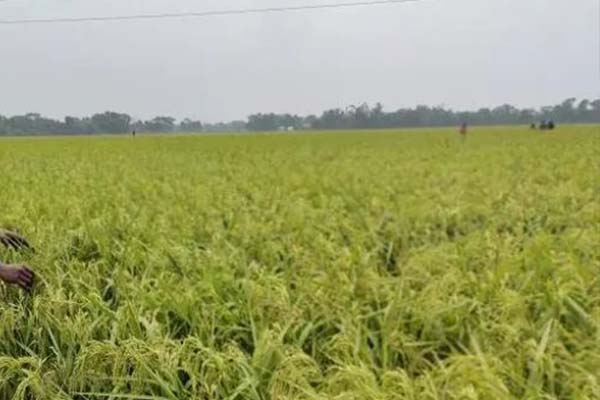 ব্রাহ্মণবাড়িয়ায় বোরোর ভালো ফলন