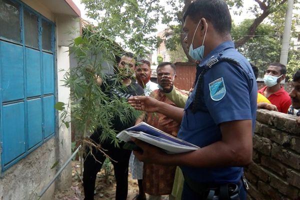 সিদ্ধিরগঞ্জে গাঁজার গাছ উদ্ধার
