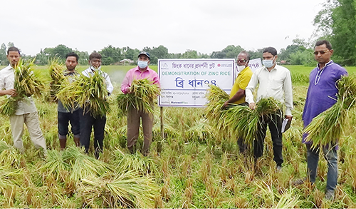 ডোমারে বায়োফর্টিফাইট জিংক ধানের মাঠ দিবস অনুষ্ঠিত