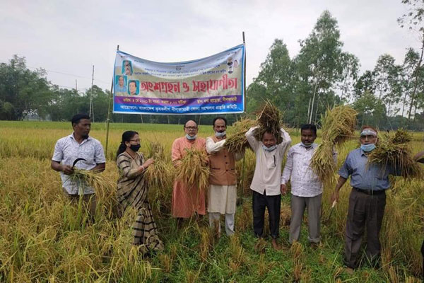 নারী কৃষকের ধান কেটে দিলো কৃষকলীগ