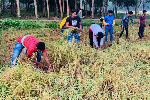 সখীপুরে বিধবার ধান কেটে দিলো ছাত্রলীগ