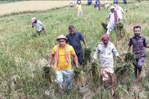 তাড়াইলে কৃষকের ধান কেটে দিল কৃষক লীগ