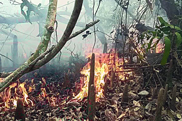 সুন্দরবনে জ্বলছে গাছপালা লতাগুল্ম