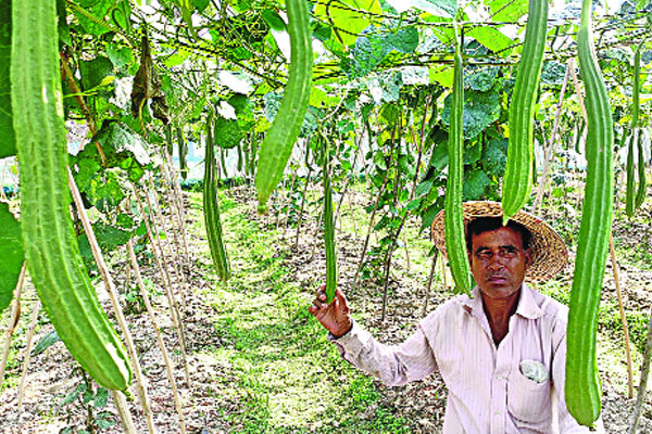 কৃষিকাজেই সুখী বিদেশ ফেরত সুভাষ