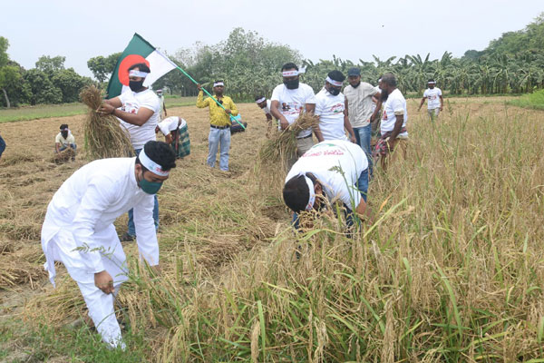 মেহেরপুরে কৃষকের ধান  কেটে দিলো যুবলীগ 