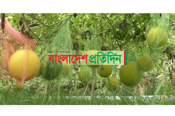 কুড়িগ্রামে গোল্ডেন ক্রাউন তরমুজ চাষে সাফল্য