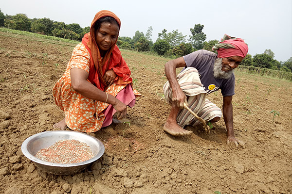 ন্যায্য মজুরি থেকে বঞ্চিত নারী কৃষি শ্রমিকরা