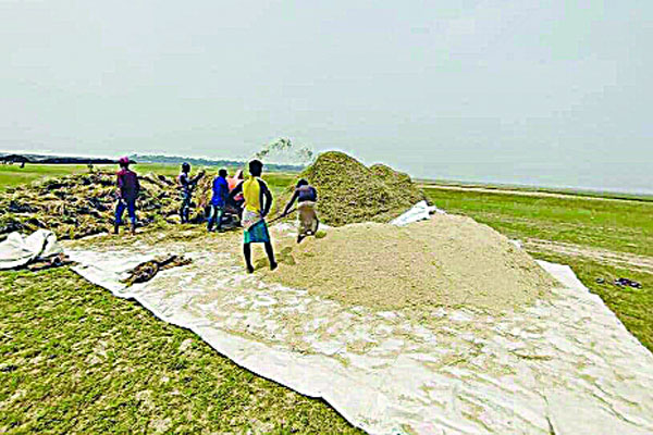 হাওরজুড়ে কৃষকের হাসি