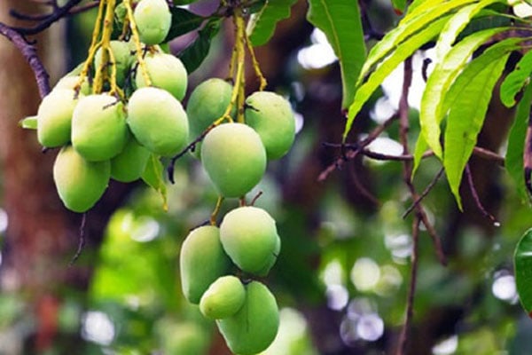 এবারও গাছ থেকে আম নামানোর সময় বেঁধে দিলো প্রশাসন