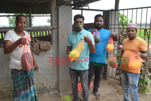 কুমিল্লায় হলুদ তরমুজ কিনতে ক্ষেতে ক্রেতাদের ভিড়