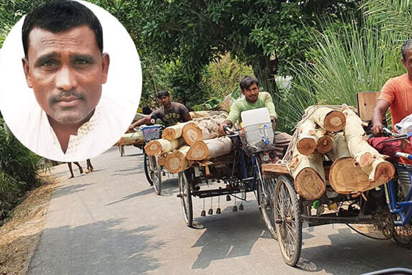 সিংড়ায় সড়কের পাশের গাছ কেটে নিচ্ছেন আওয়ামী লীগ নেতা

