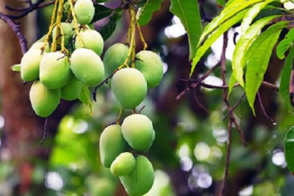 এবারও গাছ থেকে আম নামানোর সময় বেঁধে দিলো প্রশাসন