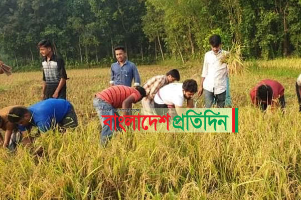 সখীপুরে অসহায় কৃষকের ধান কেটে দিল ছাত্রলীগ