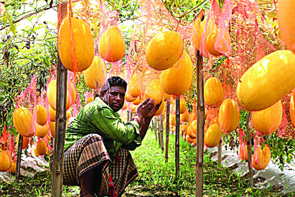 মেহেরপুরে মাচা পদ্ধতিতে হলুদ জাতের তরমুজ চাষ