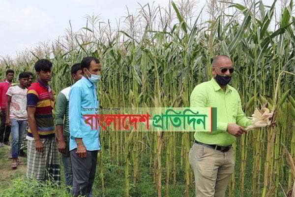 ঠাকুরগাঁওয়ে ৬০ একর জমির ভুট্টা ক্ষেত নষ্ট করল দুর্বৃত্তরা