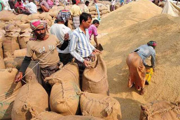 সরকারিভাবে বোরো ধান-চাল সংগ্রহ শুরু

