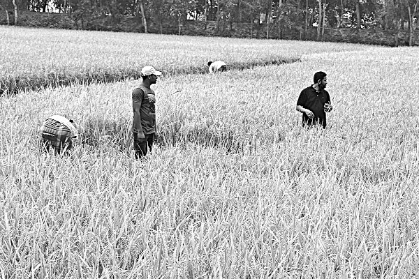 সমতলে ধান চাষে অল্প খরচে অধিক লাভ