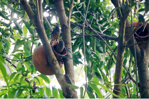 বগুড়ার 'বারামখানা'র কলসে সংসার পেতেছে পাখিরা